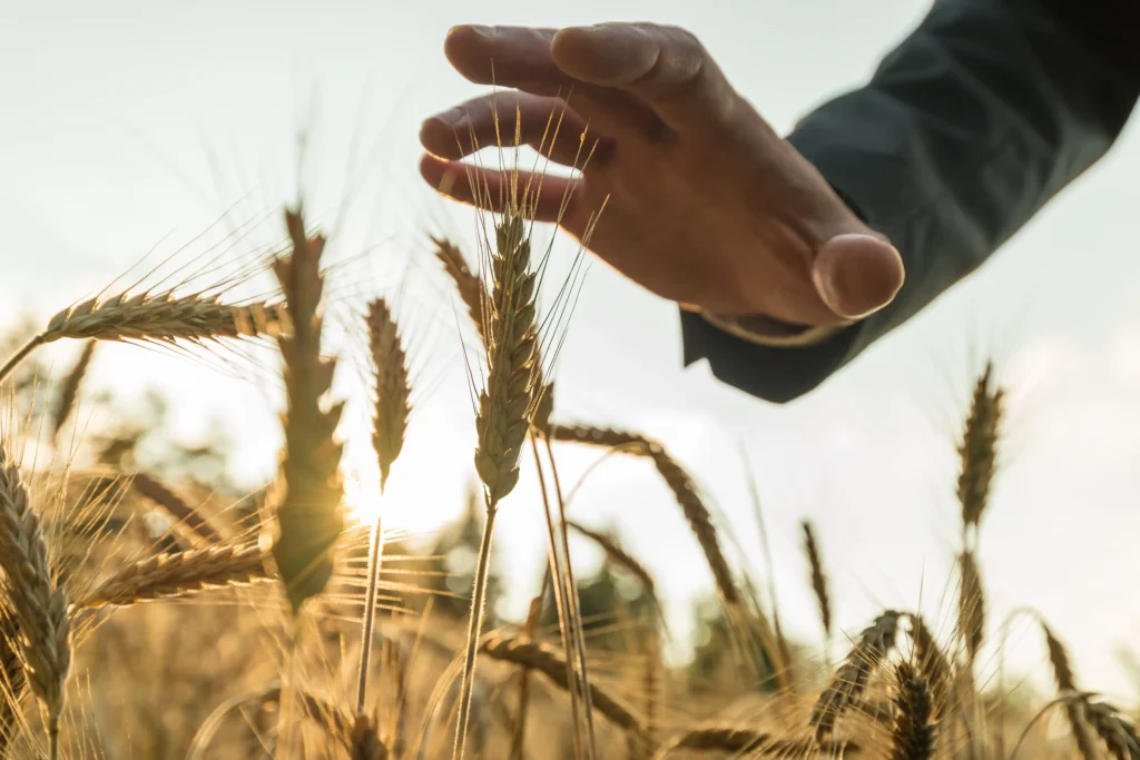 A person’s hand inspecting golden wheat crops under sunlight, symbolizing commodity price risk and agricultural market fluctuations.